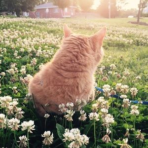 Meet your Posher, Chan